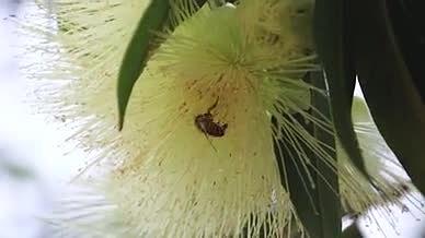 忙碌的蜜蜂昆虫与姚金娘蒲桃花朵4K风光视频的预览图